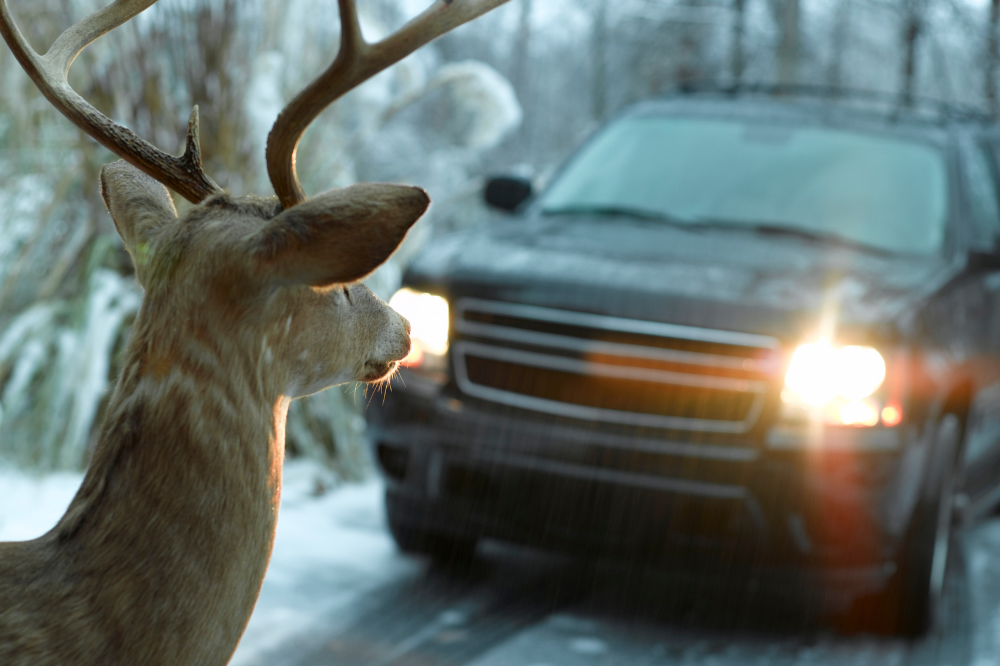 Defending Against a Deer